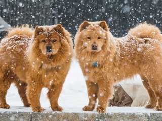 Обои снег, зима, собаки, чау-чау, snow, winter, dogs, chow разрешение 1920x1200 Загрузить