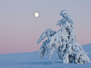 Обои небо, деревья, снег, природа, зима, пейзаж, горизонт, сугроб, the sky, trees, snow, nature, winter, landscape, horizon, the snow разрешение 1920x1200 Загрузить