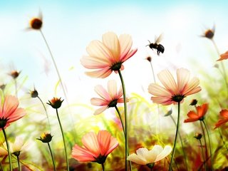 Обои цветы, насекомое, лепестки, стебли, пчела, космея, flowers, insect, petals, stems, bee, kosmeya разрешение 6000x3375 Загрузить