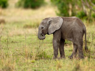 Обои пейзаж, слон, животное, слоненок, landscape, elephant, animal разрешение 4800x3200 Загрузить