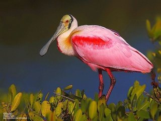 Обои растения, птица, клюв, перья, розовая, колпица, roseate spoonbill, plants, bird, beak, feathers, pink, spoonbill разрешение 1920x1440 Загрузить