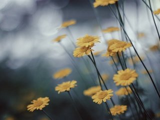 Обои цветы, природа, макро, размытость, ромашки, желтые, желтые цветы, flowers, nature, macro, blur, chamomile, yellow, yellow flowers разрешение 1920x1200 Загрузить