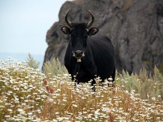 Обои ромашки, рога, корова, полевые цветы, бык, chamomile, horns, cow, wildflowers, bull разрешение 4752x3168 Загрузить