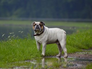 Обои трава, взгляд, собака, ошейник, лужа, бульдог, grass, look, dog, collar, puddle, bulldog разрешение 4512x3000 Загрузить