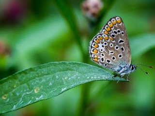 Обои насекомое, бабочка, крылья, лист, растение, insect, butterfly, wings, sheet, plant разрешение 3840x2160 Загрузить