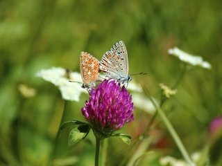 Обои цветы, клевер, насекомые, бабочки, flowers, clover, insects, butterfly разрешение 5184x3456 Загрузить