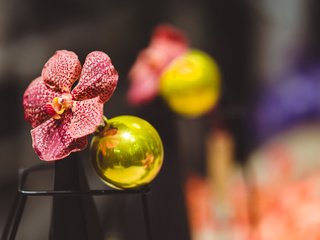 Обои новый год, рождество, елочные игрушки, karolina grabowska, new year, christmas, christmas decorations разрешение 3840x2400 Загрузить