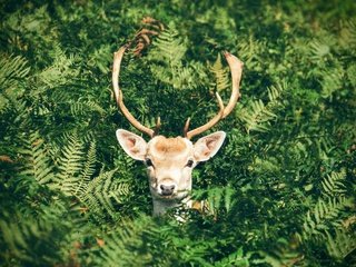 Обои природа, олень, листва, животное, рога, папоротник, nature, deer, foliage, animal, horns, fern разрешение 4194x3145 Загрузить