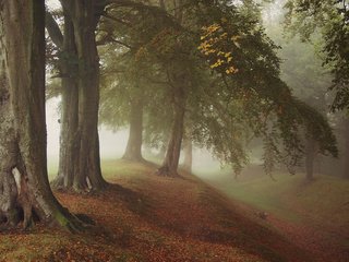 Обои деревья, осень, природа, лес, листья, парк, туман, ветки, стволы, trees, autumn, nature, forest, leaves, park, fog, branches, trunks разрешение 1920x1200 Загрузить