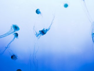 Обои медуза, медузы, подводный мир, medusa, jellyfish, underwater world разрешение 2560x1600 Загрузить