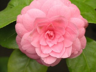 Обои цветок, лепестки, розовый, камелия, flower, petals, pink, camellia разрешение 3264x2448 Загрузить