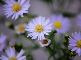 Обои цветы, лепестки, ромашки, белые, flowers, petals, chamomile, white разрешение 2000x1333 Загрузить