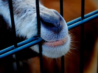 Обои животное, нос, клетка, пасть, козел, animal, nose, cell, mouth, goat разрешение 4896x3264 Загрузить