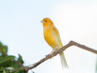 Обои ветка, дерево, птица, клюв, перья, зяблик, grassland yellow finch, branch, tree, bird, beak, feathers, chaffinch разрешение 5184x3456 Загрузить