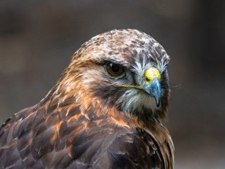 Обои хищник, птица, клюв, перья, ястреб, predator, bird, beak, feathers, hawk разрешение 5566x3131 Загрузить