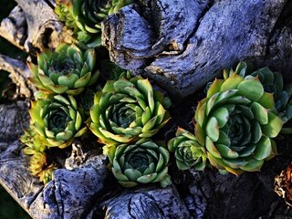 Обои природа, растения, лепестки, очиток, sempervivum, молодило, nature, plants, petals, stonecrop разрешение 6016x4000 Загрузить