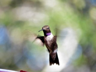 Обои полет, крылья, размытость, клюв, перья, колибри, flight, wings, blur, beak, feathers, hummingbird разрешение 4000x2664 Загрузить