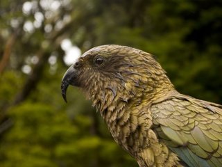 Обои птица, клюв, перья, попугай, kea parrot, bird, beak, feathers, parrot разрешение 3872x2592 Загрузить