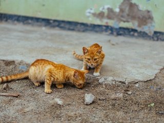 Обои улица, кошки, котята, рыжие, street, cats, kittens, red разрешение 5865x3300 Загрузить