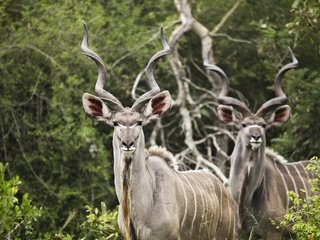 Обои природа, рога, антилопа, большой куду, куду, nature, horns, antelope, big kudu разрешение 2738x1825 Загрузить