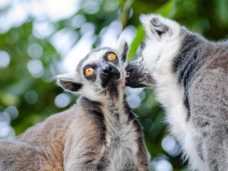 Обои пара, лемуры, боке, мадагаскар, приматы, кошачий лемур, катта, pair, lemurs, bokeh, madagascar, primates, a ring-tailed lemur, katta разрешение 4345x2878 Загрузить