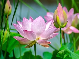 Обои цветы, бутоны, листья, лепестки, розовые, лотосы, flowers, buds, leaves, petals, pink, lotus разрешение 4928x3264 Загрузить