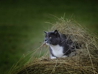 Обои кот, мордочка, усы, сено, кошка, взгляд, стог, cat, muzzle, mustache, hay, look, stack разрешение 4500x3000 Загрузить