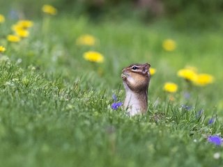 Обои цветы, трава, природа, бурундук, грызун, flowers, grass, nature, chipmunk, rodent разрешение 2065x1475 Загрузить