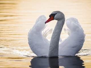 Обои вода, крылья, птица, лебедь, шея, water, wings, bird, swan, neck разрешение 1920x1080 Загрузить