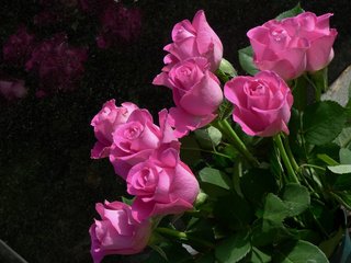 Обои цветы, бутоны, розы, лепестки, розовый, куст, flowers, buds, roses, petals, pink, bush разрешение 3264x2448 Загрузить