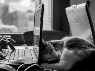 Обои кот, кошка, чёрно-белое, сон, котенок, руки, ноутбук, cat, black and white, sleep, kitty, hands, laptop разрешение 1920x1200 Загрузить