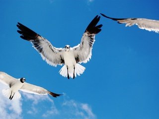 Обои небо, полет, крылья, птицы, чайки, the sky, flight, wings, birds, seagulls разрешение 1920x1080 Загрузить