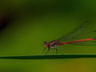 Обои насекомое, крылья, стрекоза, травинка, insect, wings, dragonfly, a blade of grass разрешение 3840x2160 Загрузить