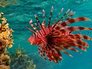 Обои кораллы, рыба, подводный мир, крылатка, рыба лев, крылатка-зебра, corals, fish, underwater world, lionfish, fish lion, lionfish-zebra разрешение 2560x1600 Загрузить