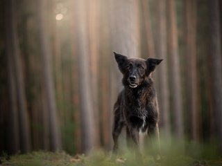 Обои лес, мордочка, стволы, взгляд, собака, немецкая овчарка, forest, muzzle, trunks, look, dog, german shepherd разрешение 2048x1224 Загрузить