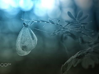 Обои растения, листья, насекомое, бабочка, крылья, паутина, alfian ismail, plants, leaves, insect, butterfly, wings, web разрешение 2000x1333 Загрузить