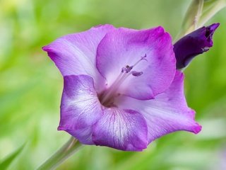 Обои природа, цветок, лепестки, гладиолус, nature, flower, petals, gladiolus разрешение 4164x2737 Загрузить