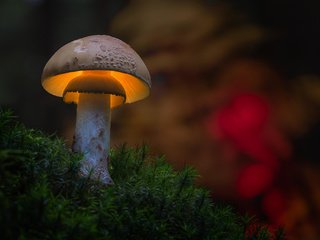 Обои размытость, гриб, подсветка, мох, шляпка, marcel z, blur, mushroom, backlight, moss, hat разрешение 2048x1365 Загрузить