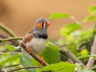 Обои листья, ветки, птица, клюв, перья, зебровая амадина, амадина, lynn griffiths, zebra finch, leaves, branches, bird, beak, feathers, the finch, amadina разрешение 4277x2855 Загрузить