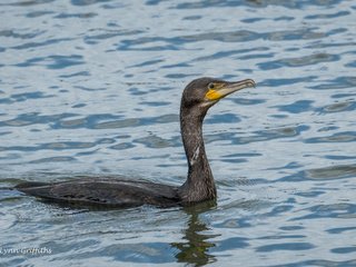 Обои вода, птица, клюв, перья, баклан, phalacrocorax brasilianus, lynn griffiths, water, bird, beak, feathers, cormorant разрешение 2616x1744 Загрузить