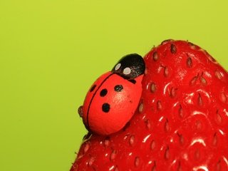 Обои насекомое, ягода, клубника, божья коровка, insect, berry, strawberry, ladybug разрешение 2048x1365 Загрузить