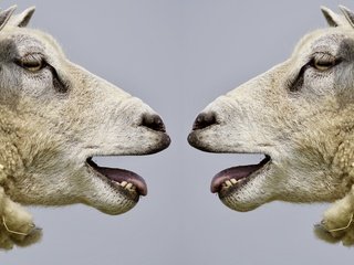 Обои профиль, овцы, голова, бараны, profile, sheep, head разрешение 6000x3607 Загрузить