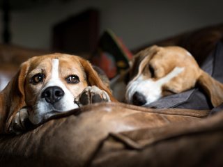 Обои мордочка, взгляд, сон, диван, лежат, собаки, бигль, muzzle, look, sleep, sofa, lie, dogs, beagle разрешение 2000x1240 Загрузить