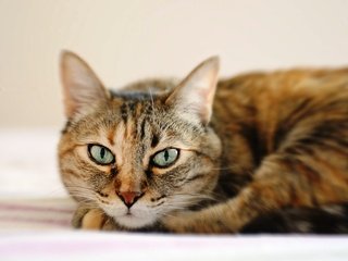 Обои глаза, кот, мордочка, усы, кошка, взгляд, лежит, eyes, cat, muzzle, mustache, look, lies разрешение 2048x1356 Загрузить