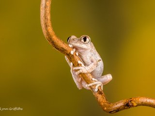 Обои глаза, ветка, природа, фон, лягушка, лапки, lynn griffiths, eyes, branch, nature, background, frog, legs разрешение 2922x1948 Загрузить