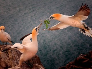 Обои скалы, северная олуша, море, крылья, высота, птицы, клюв, перья, олуша, rocks, the northern gannet, sea, wings, height, birds, beak, feathers, gannet разрешение 1920x1280 Загрузить