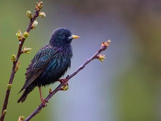 Обои ветка, листья, птица, клюв, перья, почки, скворец, branch, leaves, bird, beak, feathers, kidney, starling разрешение 2560x1440 Загрузить