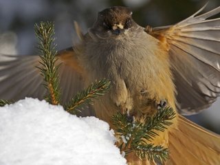 Обои ветки, крылья, птица, перья, кукша, branches, wings, bird, feathers, kuksha разрешение 1920x1200 Загрузить