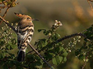 Обои ветки, птица, клюв, перья, удод, branches, bird, beak, feathers, hoopoe разрешение 2048x1365 Загрузить