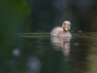 Обои вода, птица, клюв, утка, плывет, утенок, уточка, water, bird, beak, duck, floats разрешение 2000x1333 Загрузить